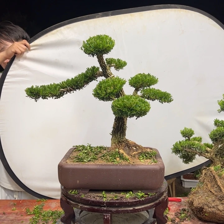 无花朵广东皱皮雀舌黄杨