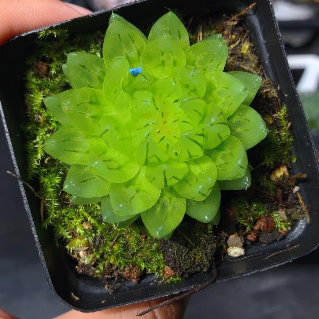 蝉翼玉露多肉9.9包邮发货