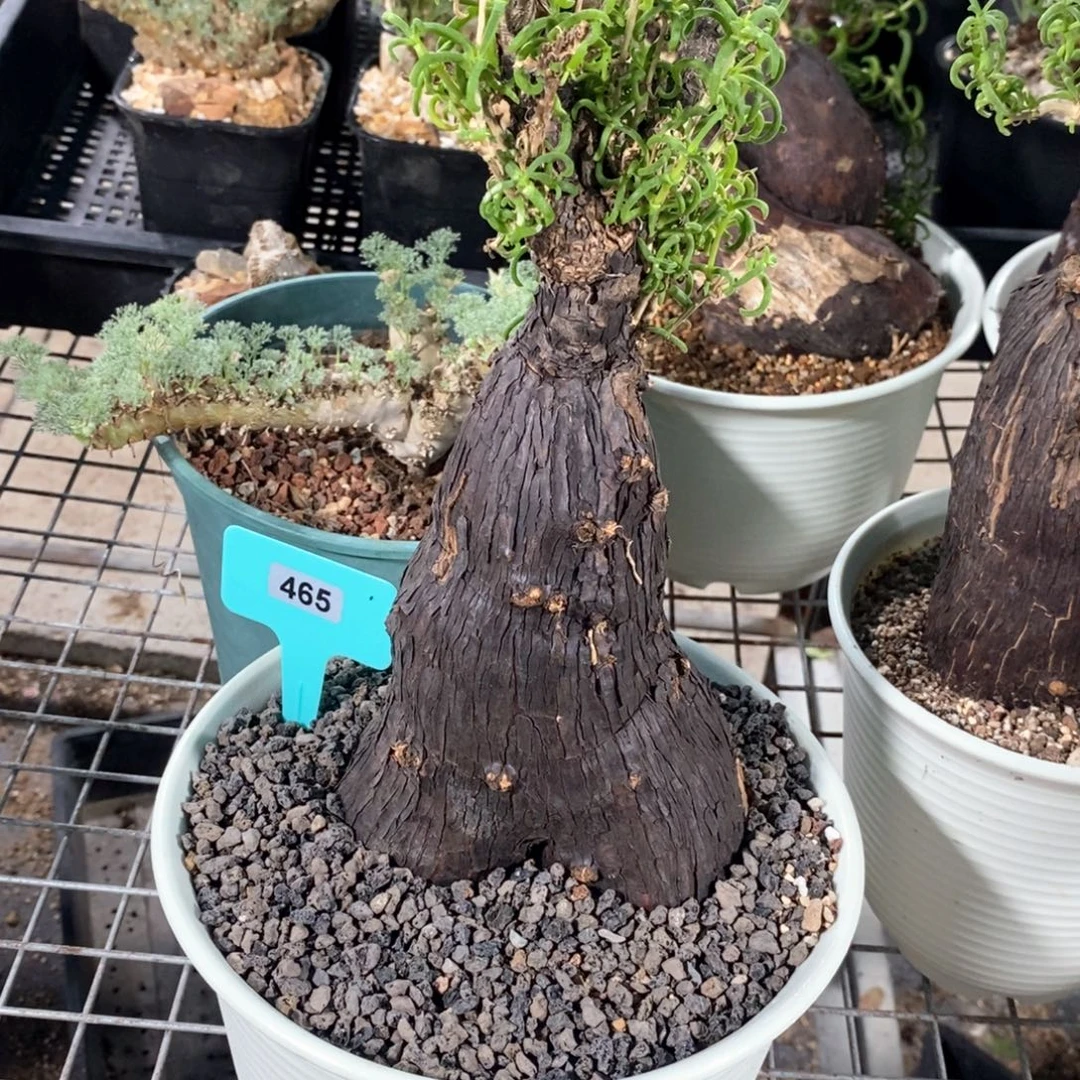 产地梅斯木枝干番杏