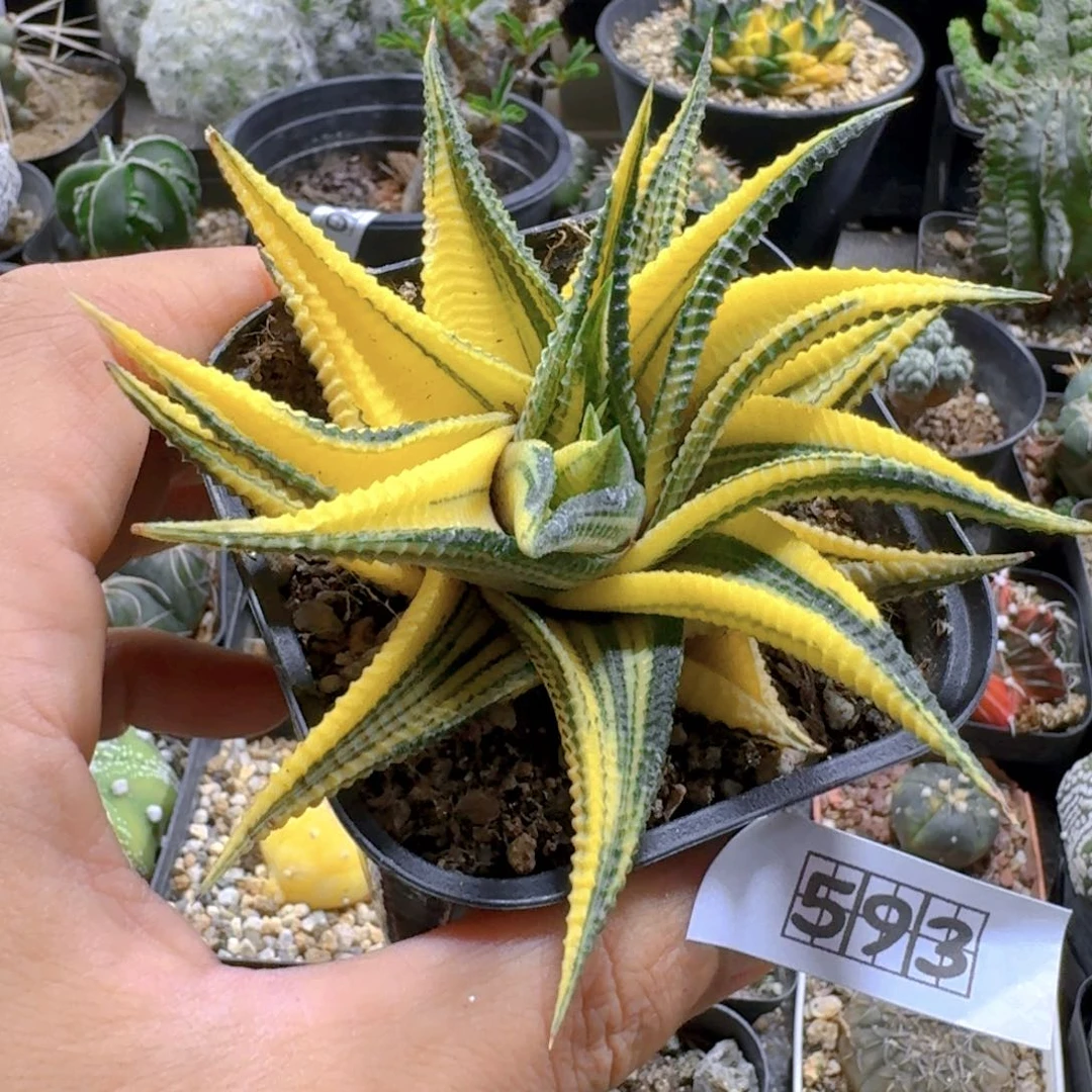 593琉璃殿锦脱土发货