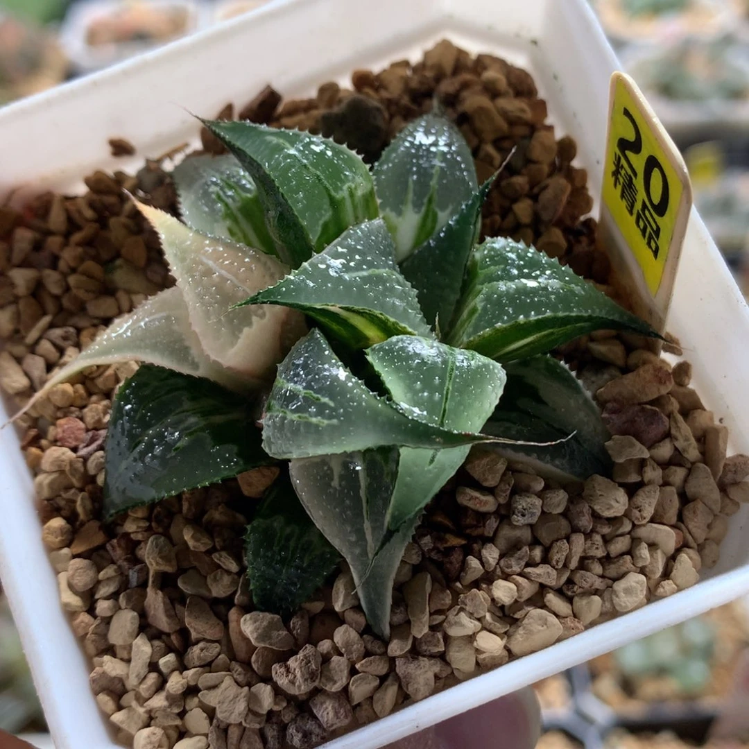 以实际为准20芭提雅白凤