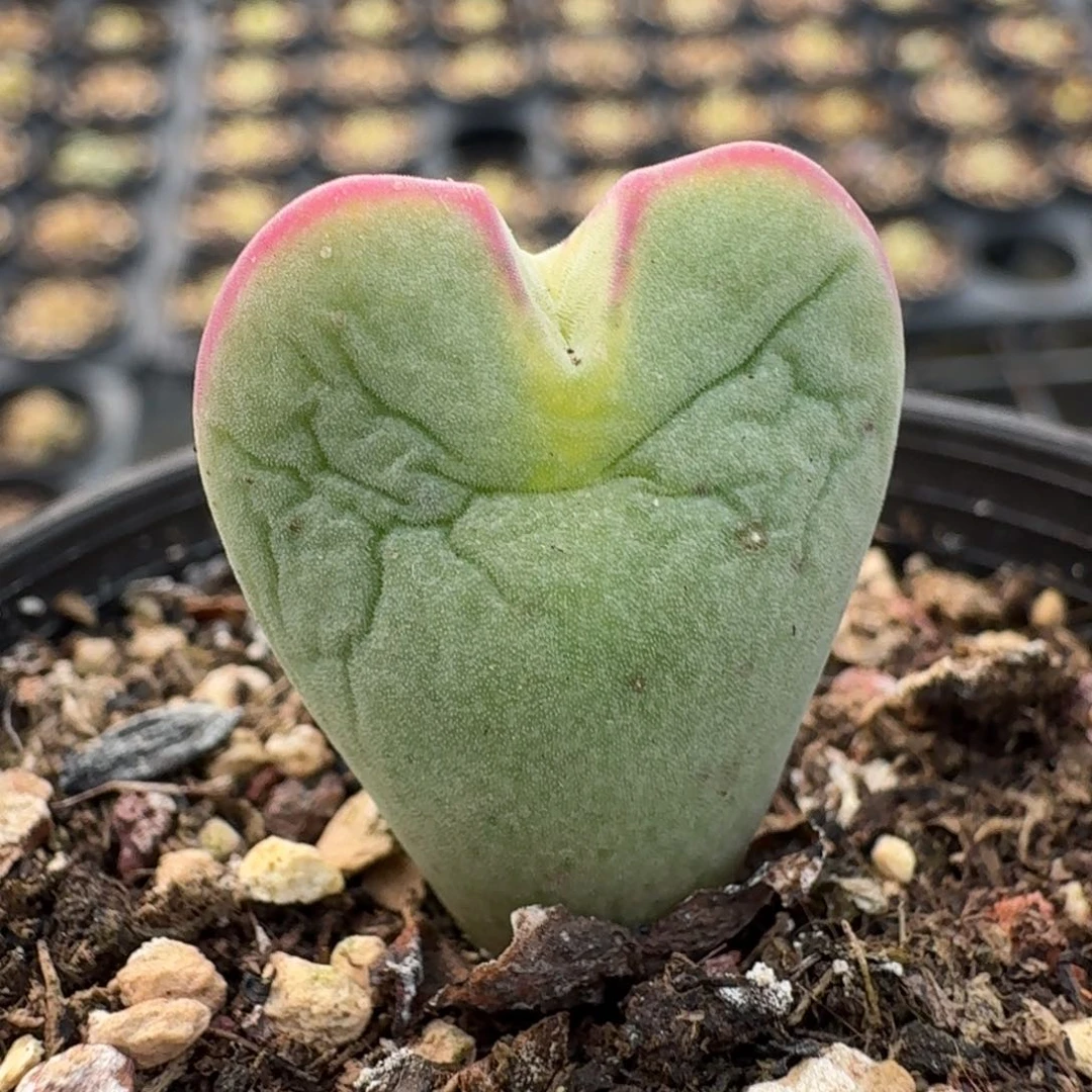 350带盆土发货000000