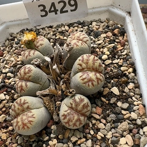 3429，绿红群生带盆土发货