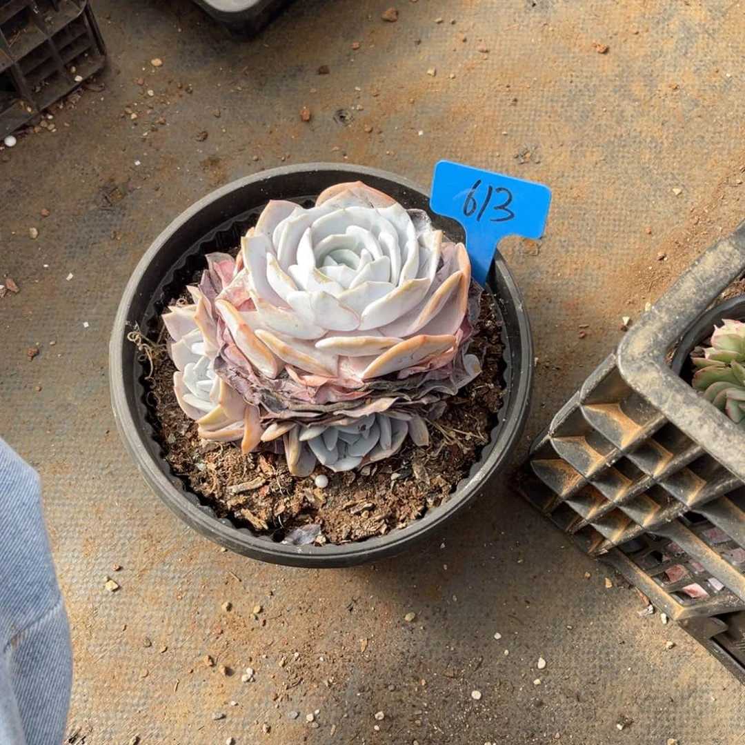 不*°613白色群生多肉