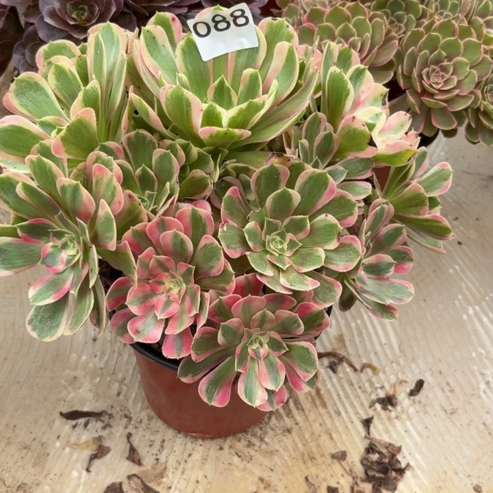粉女郎多肉植物不包损088