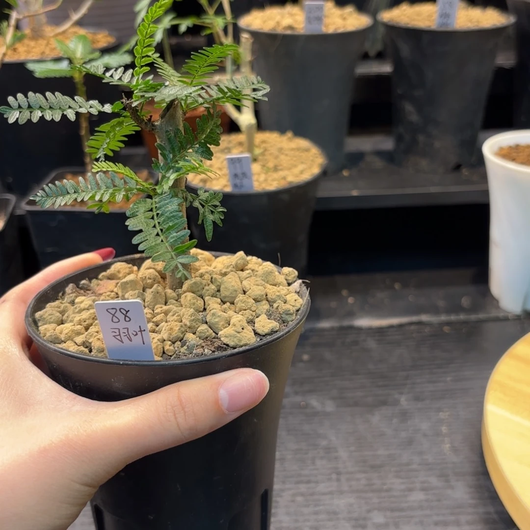 木  羽叶裂榄扦插带盆土