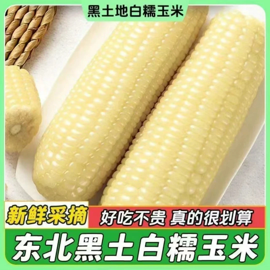 整箱7.5-8.5斤东北香甜大白糯玉米336真空独立包装共12根试吃两根