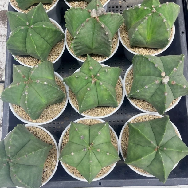 精品白万象盆绿鸾凤玉母本 随机一盆