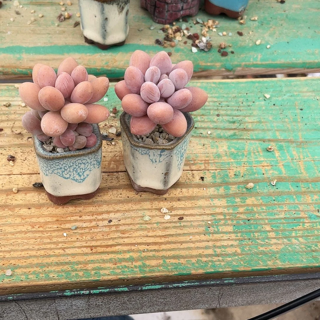 多肉植物的生长发育