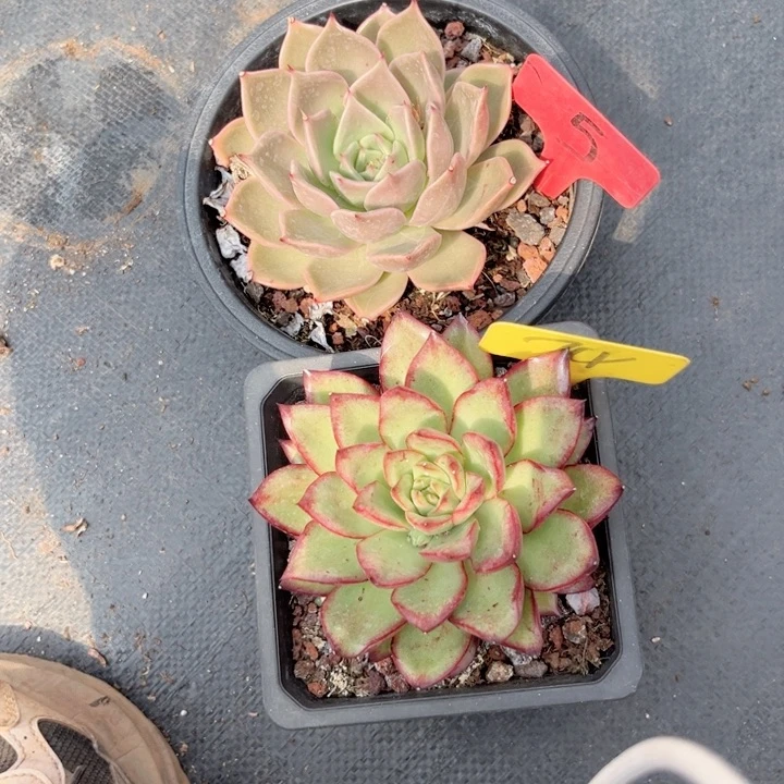 晨语多肉一物一拍5