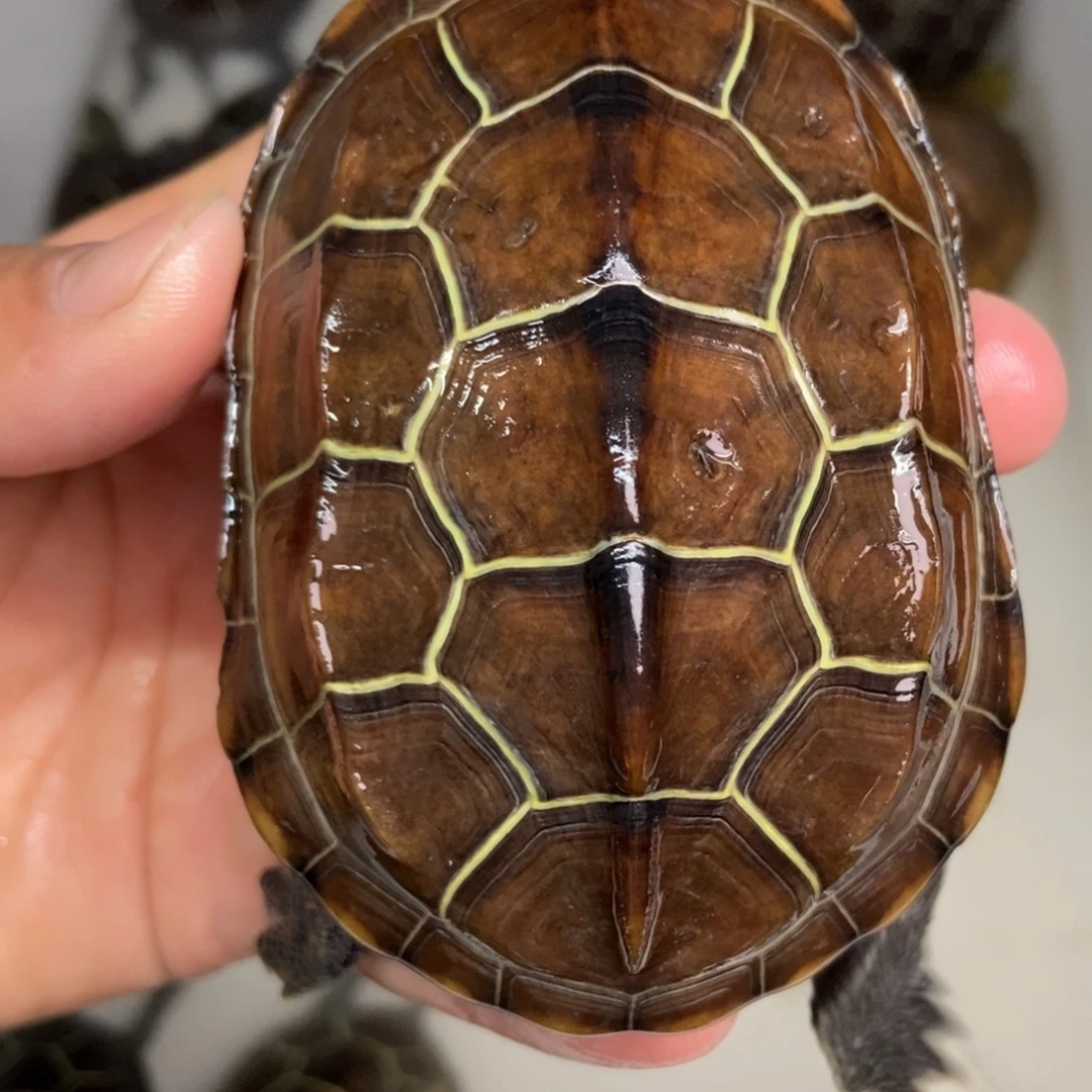 中华草龟公母搭配