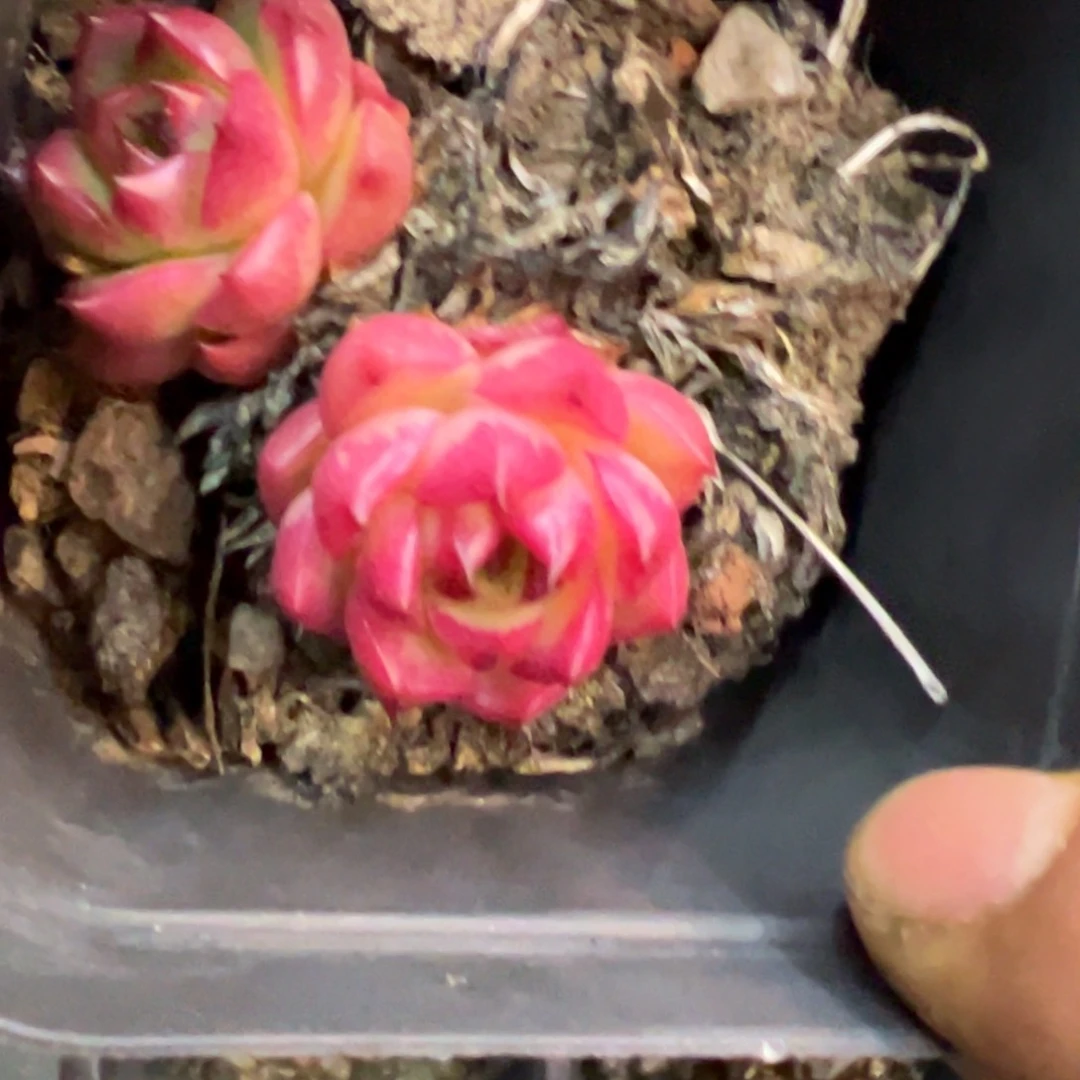 小卡拉米，放心去拍。