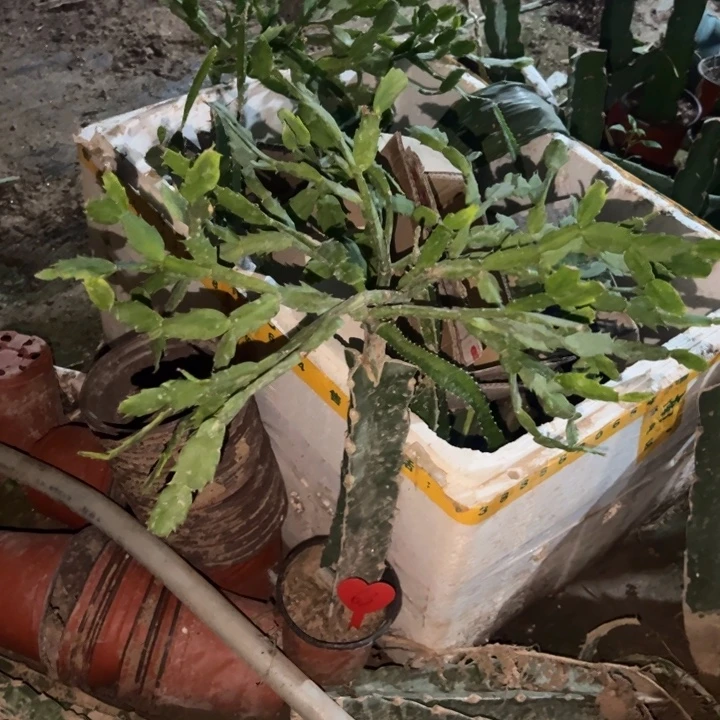 余***解当前无花栽培后可以开花黄羽毛63