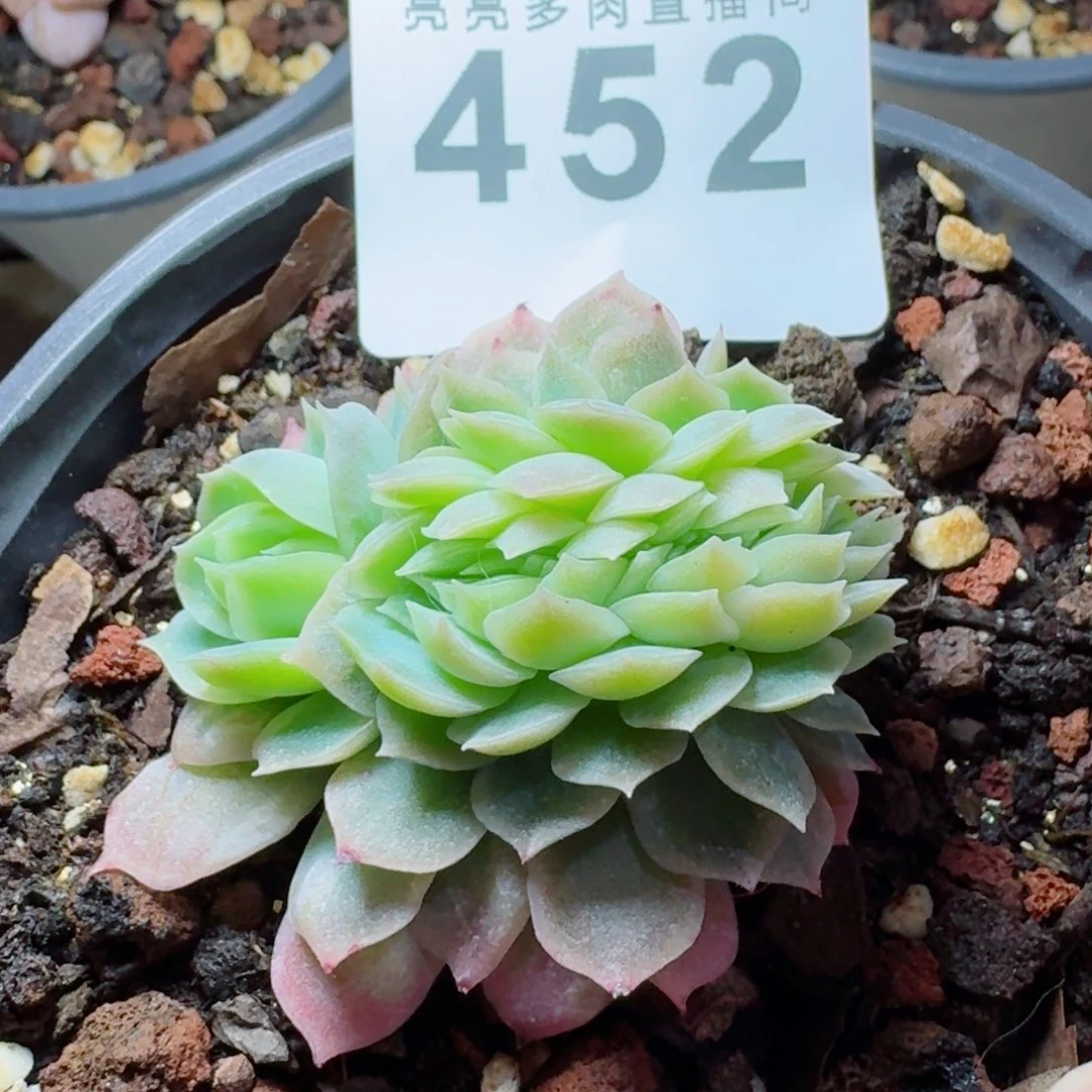 泡泡纱裙缀化      愿你一路坦途，乘风破浪展宏图