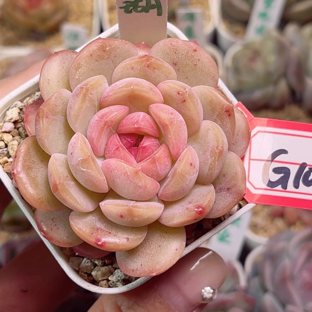 G107珊瑚一物一拍