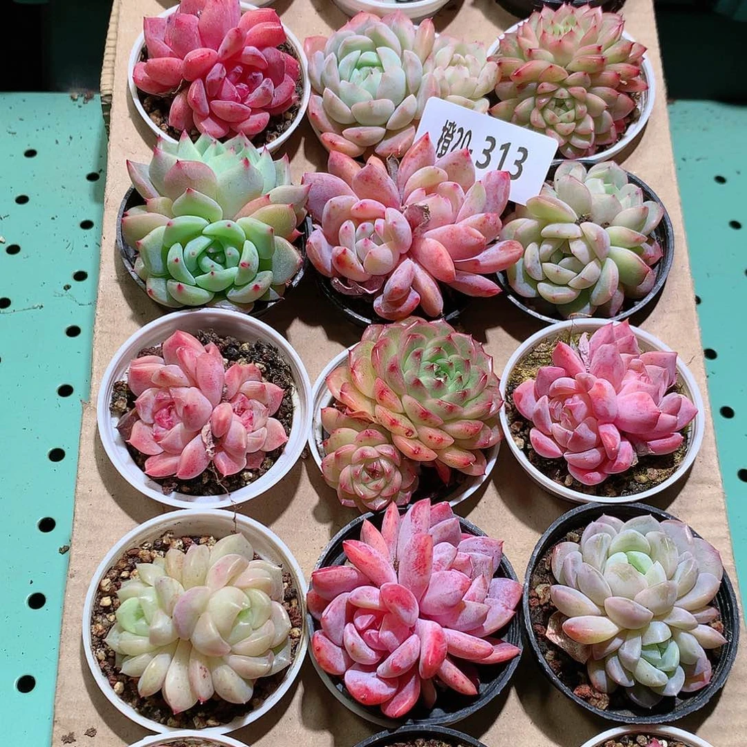 20-313一物一拍带盆18颗