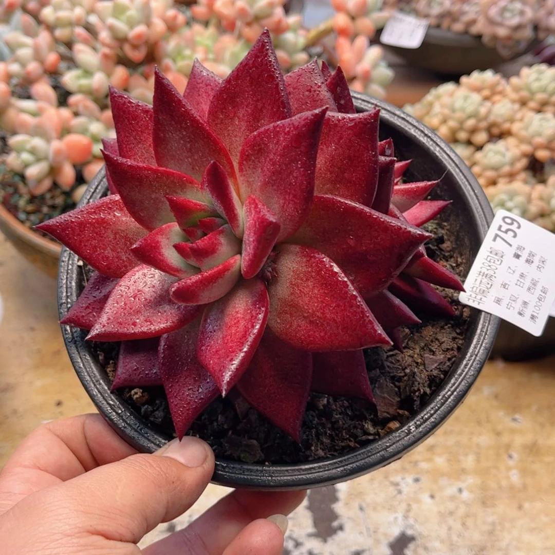 759罗兵德华多肉