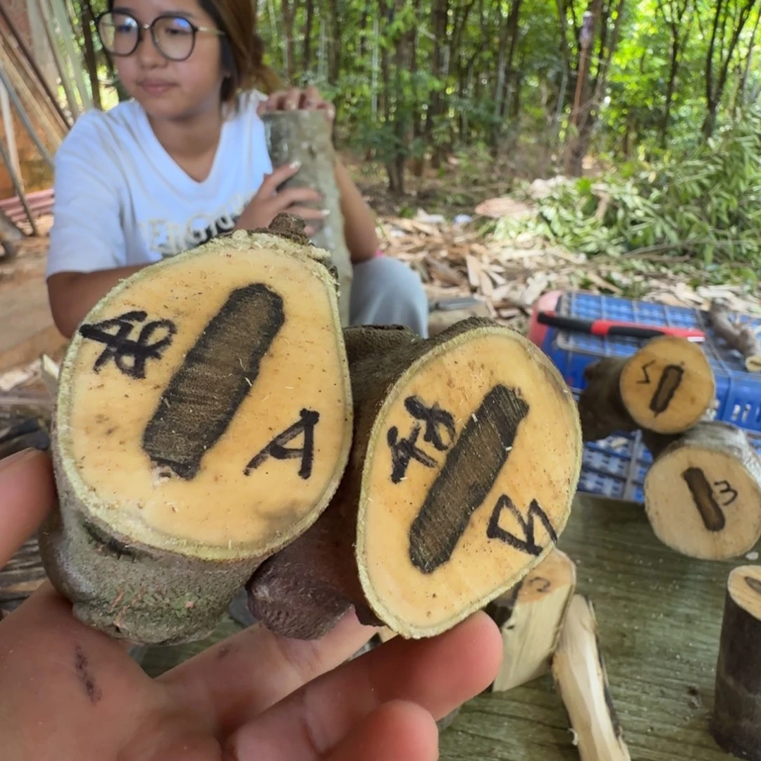 过***、线香奇楠沉香原木