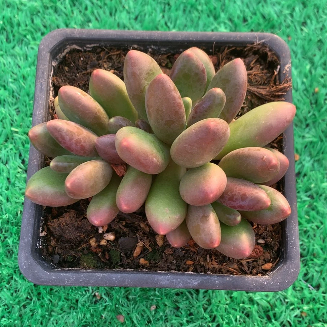 芒果奶无砍一物一拍