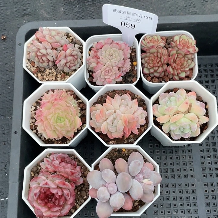 薇薇安园艺多肉059