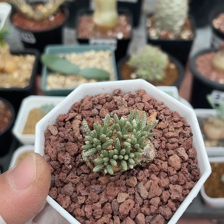 214韧锦块根植物，