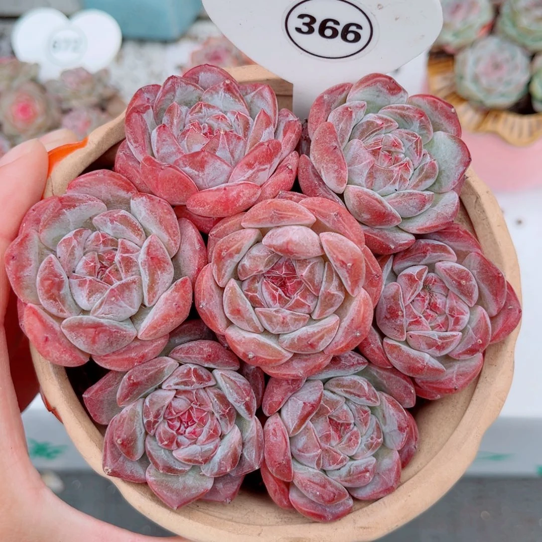 366号糖钻单头7颗组合