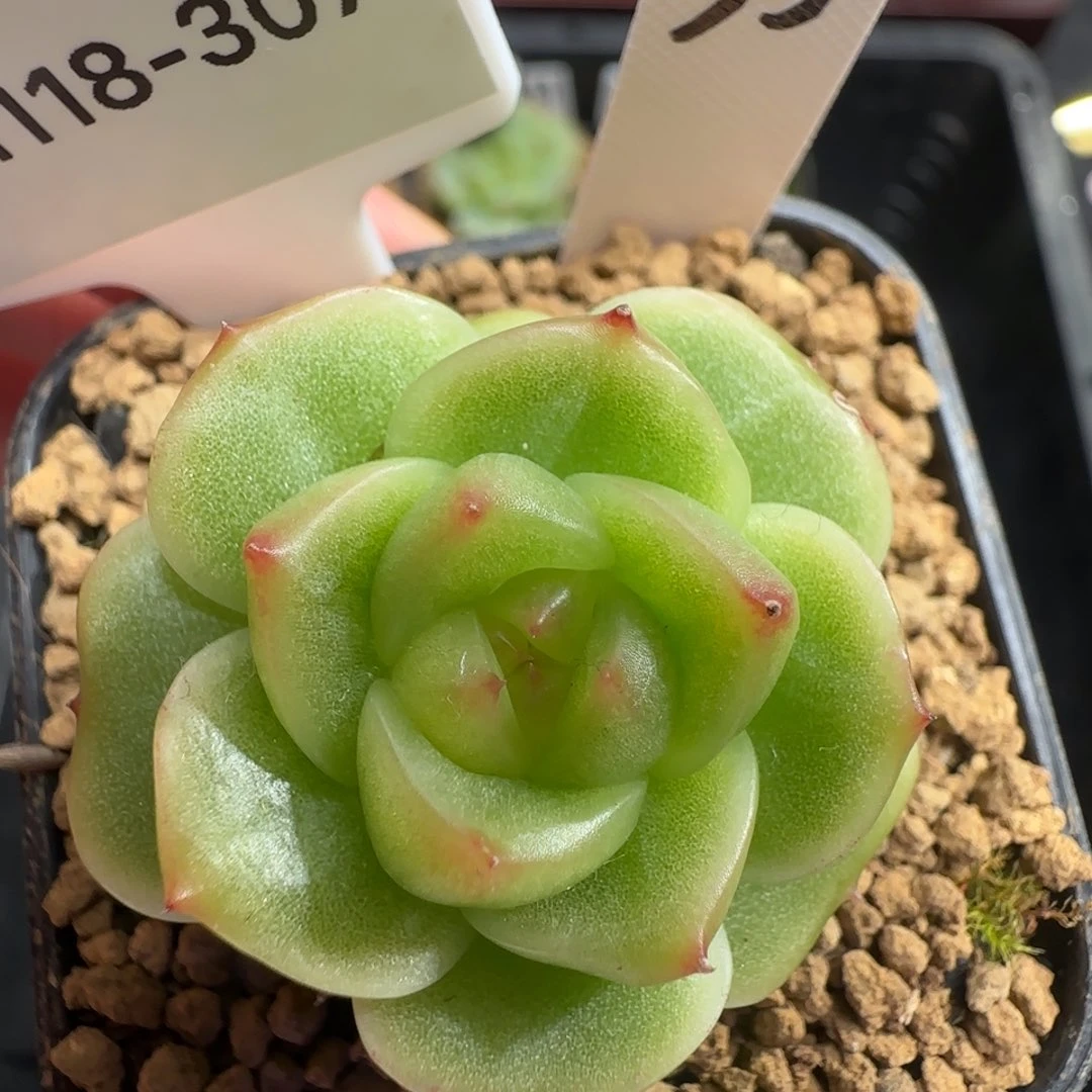 啦咯啦咯啦咯啦咯307