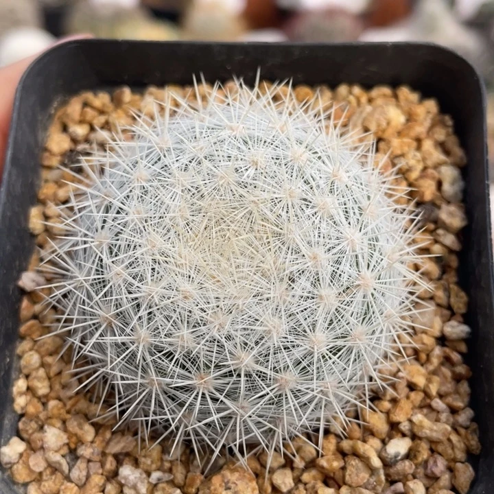 雪白丸       实生根