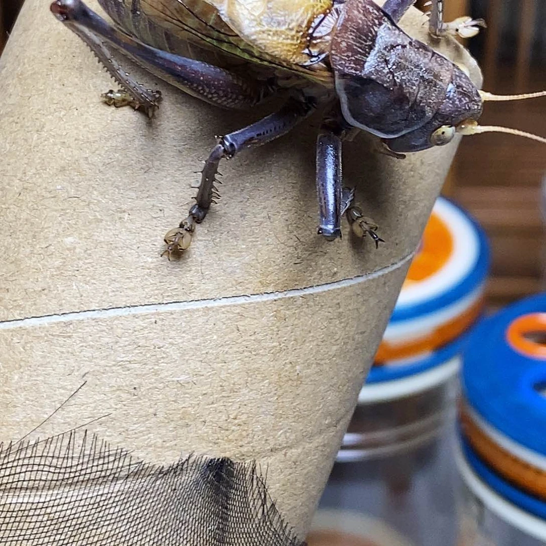 铁皮蝈蝈哈哈哈哈哈哈哈