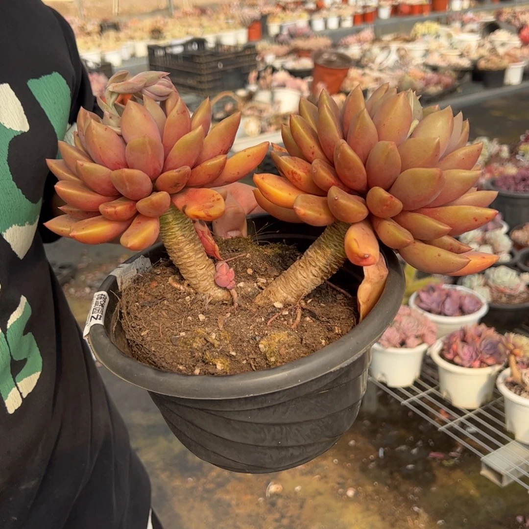 黄金象牙大双头多肉