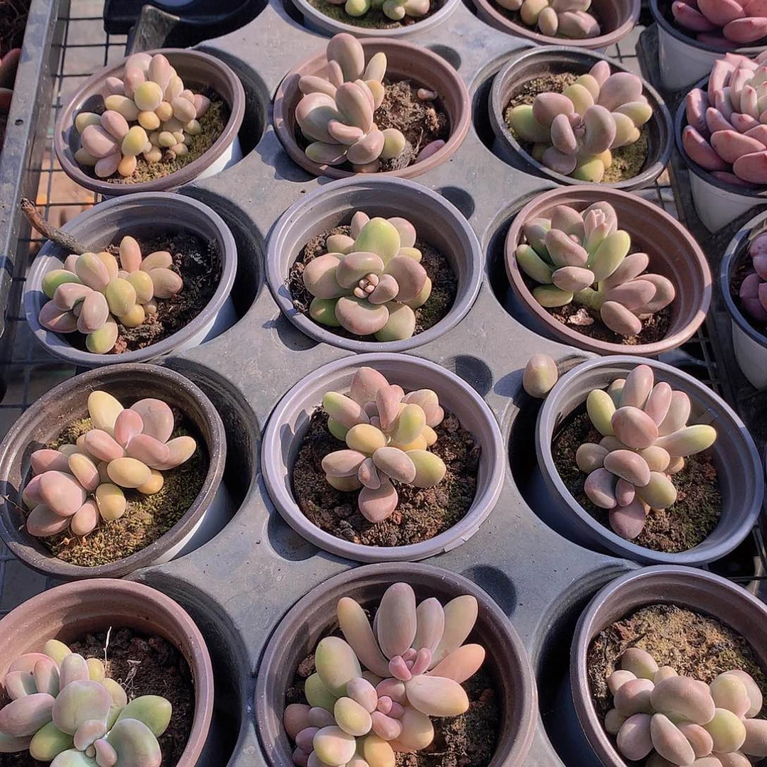 芒果奶2456778999000