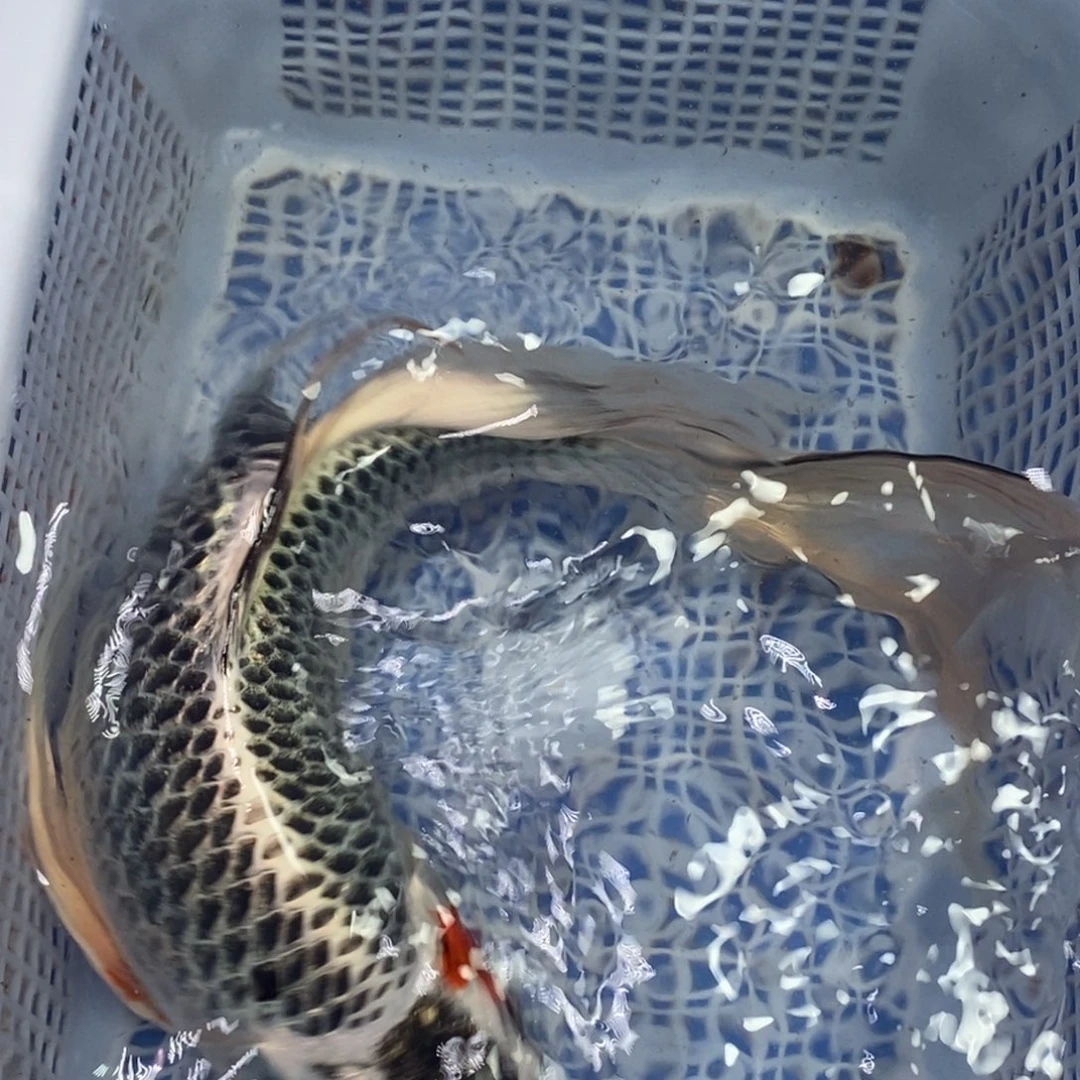 锦鲤冷水锦鲤包邮