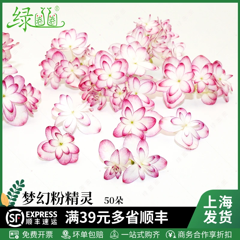 新品盘饰花草卡伦精灵 新鲜梦幻 粉色边绣球 酒店西餐摆盘菜装饰