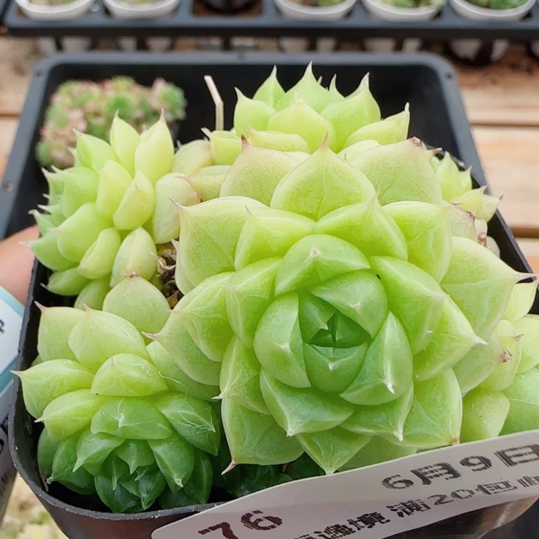 花语逸镜0609-76散