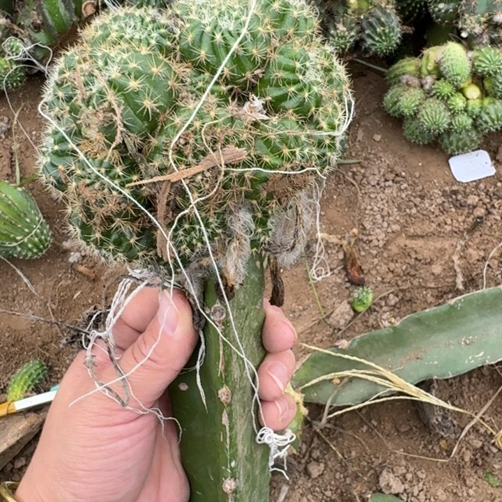 322嫁接丽花修根发货斑