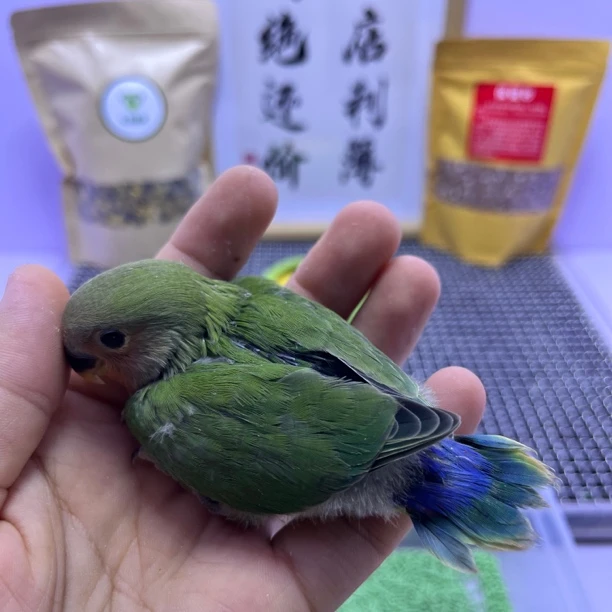 绿桃公K98878-桃面鹦鹉