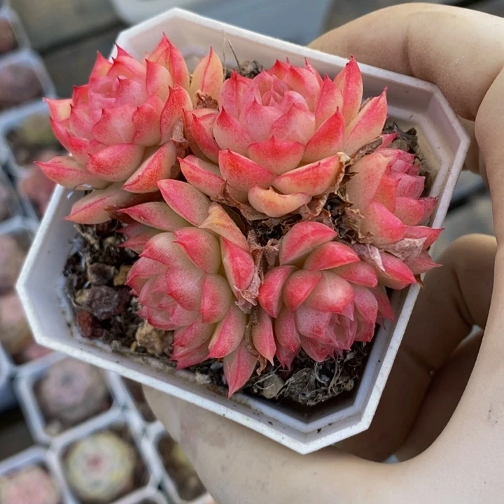 3颗麦秆杂原盆原土发货