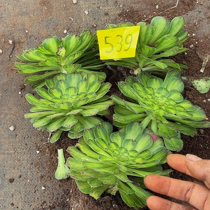 多肉植物福利539个