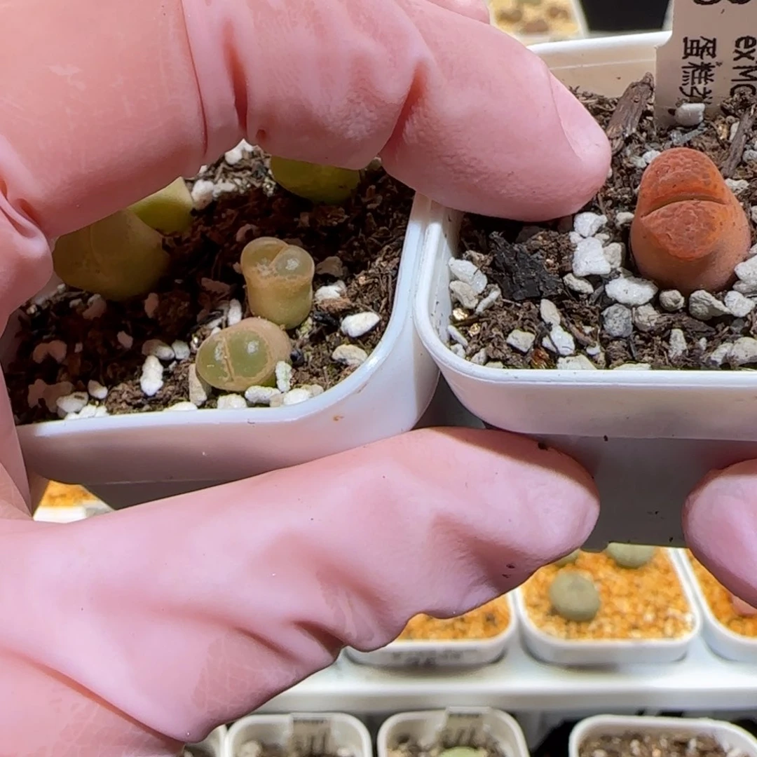 C***_肉锥多肉植物百科-55