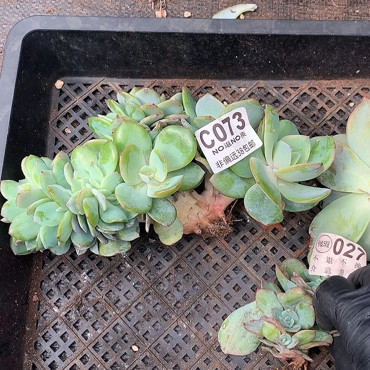 白凤缀化 073 需延迟发货跑单拉黑