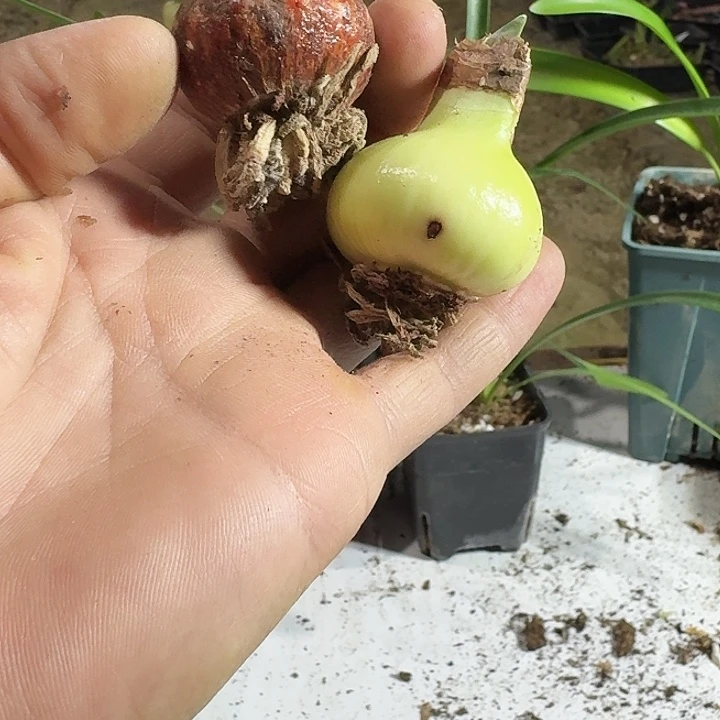 情话绵绵朱顶红一棵3.5