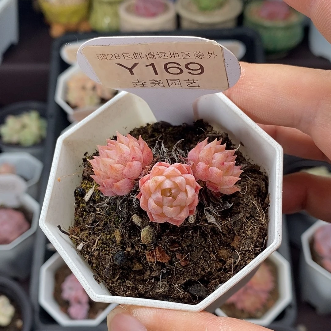 0169 仙桃 群 4cm