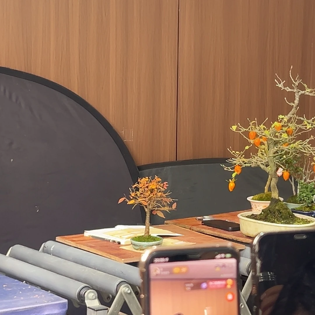 无花朵财**进杂木盆景榉树