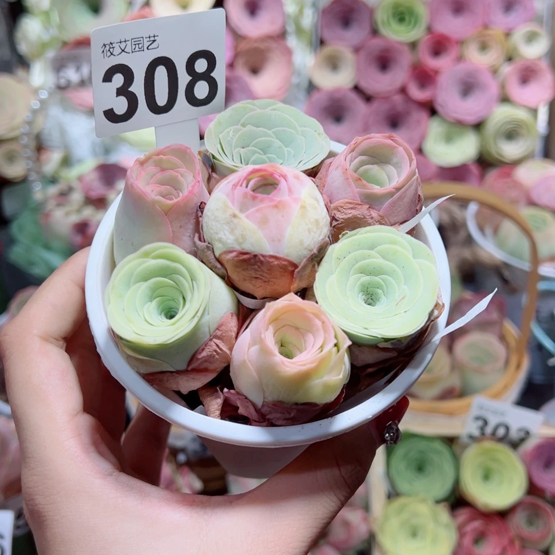 两***虎308新粉福利小甜筒组合。