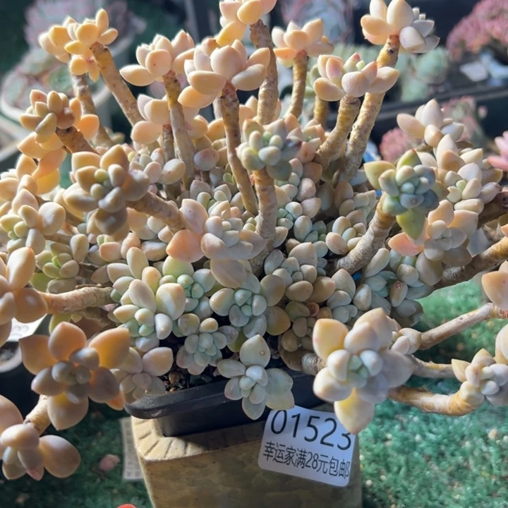 幸运儿的故事也是
