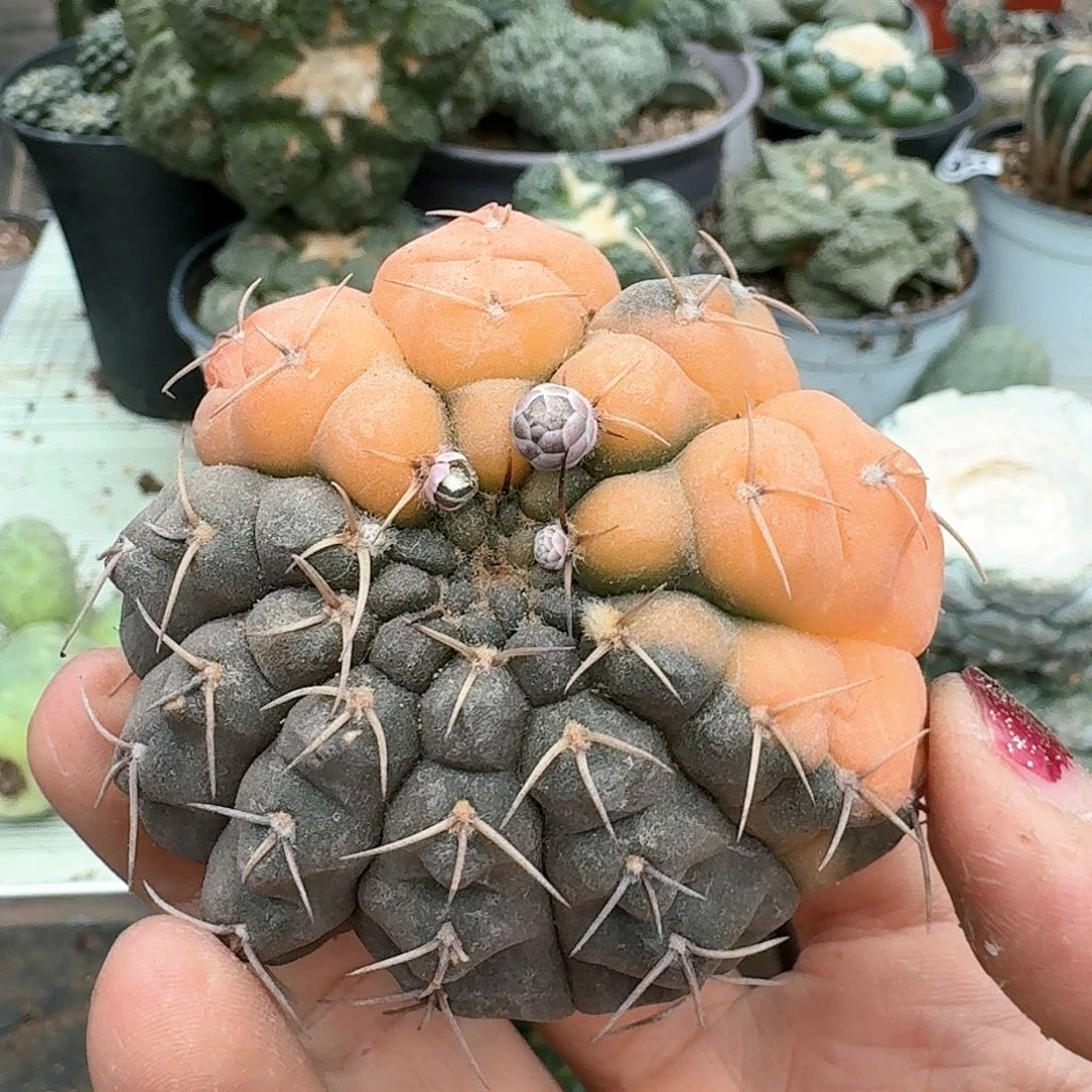 【闪购商品】无花朵福利清货瑞昌玉锦自根