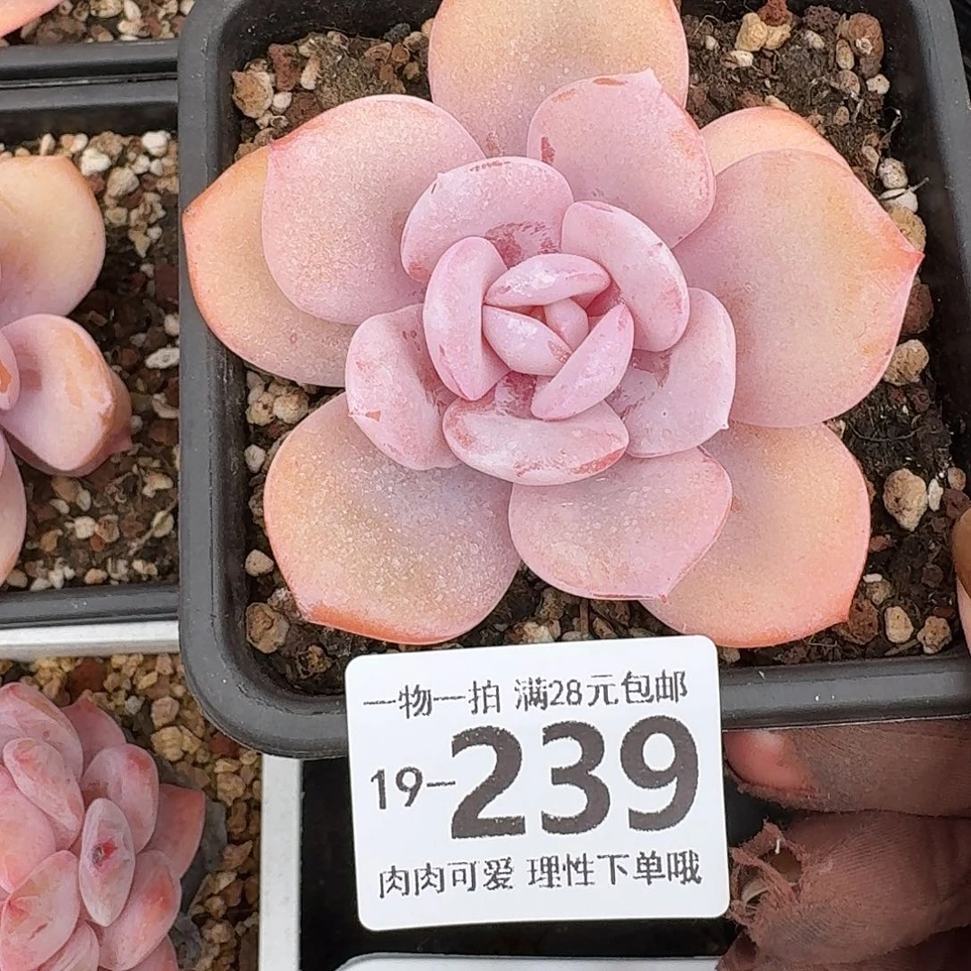 奶茶无盆土发货土