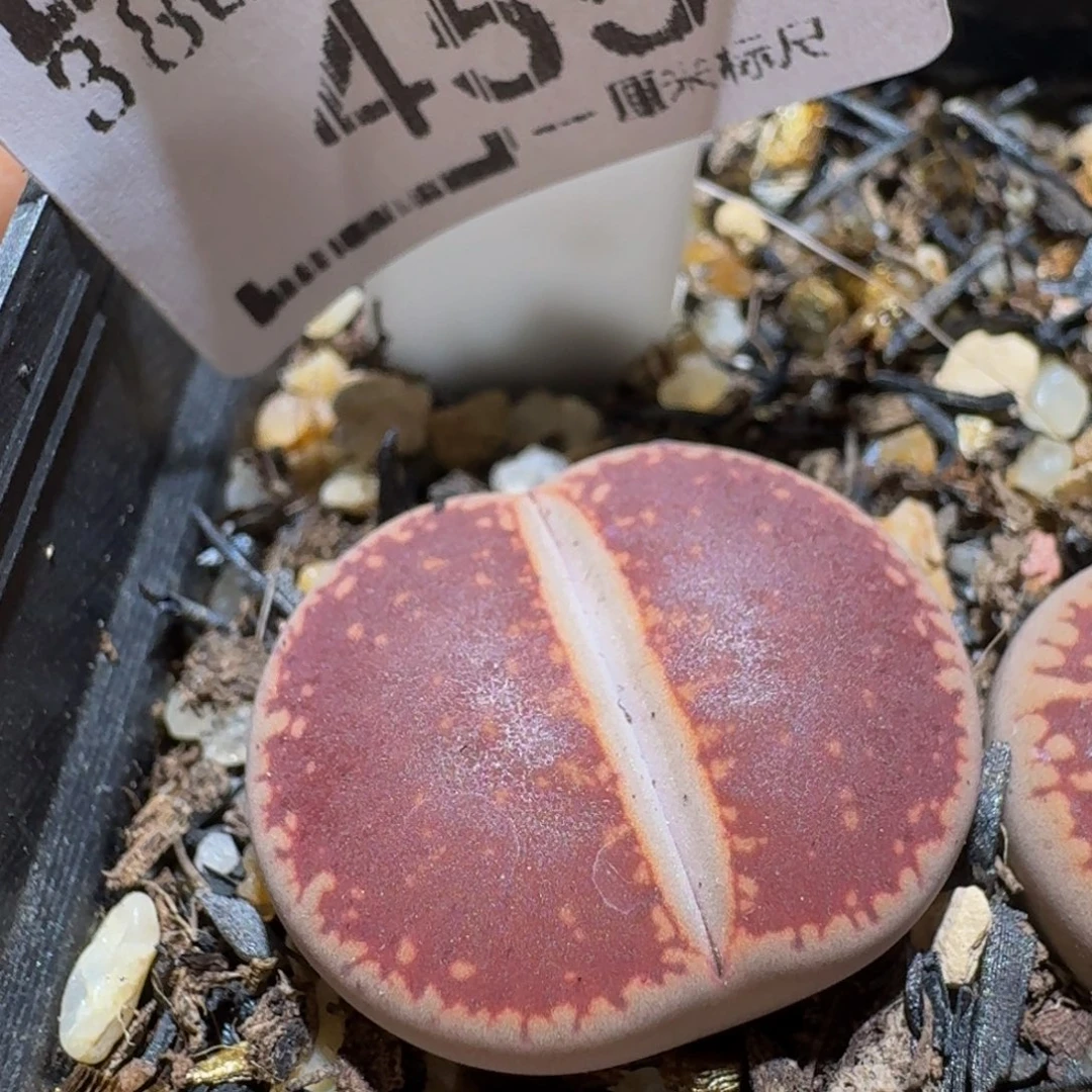 Ssss精品生石花455