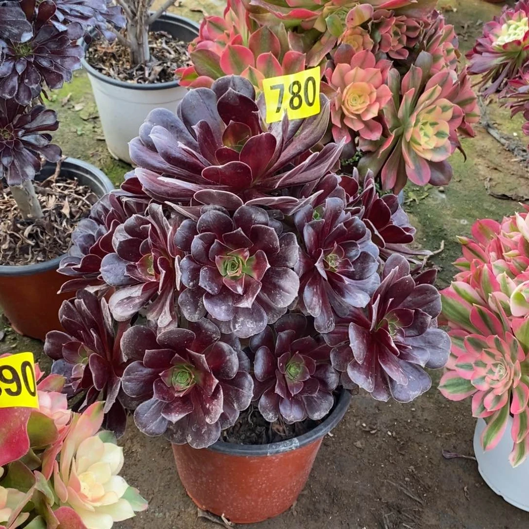 花纳多肉法师780