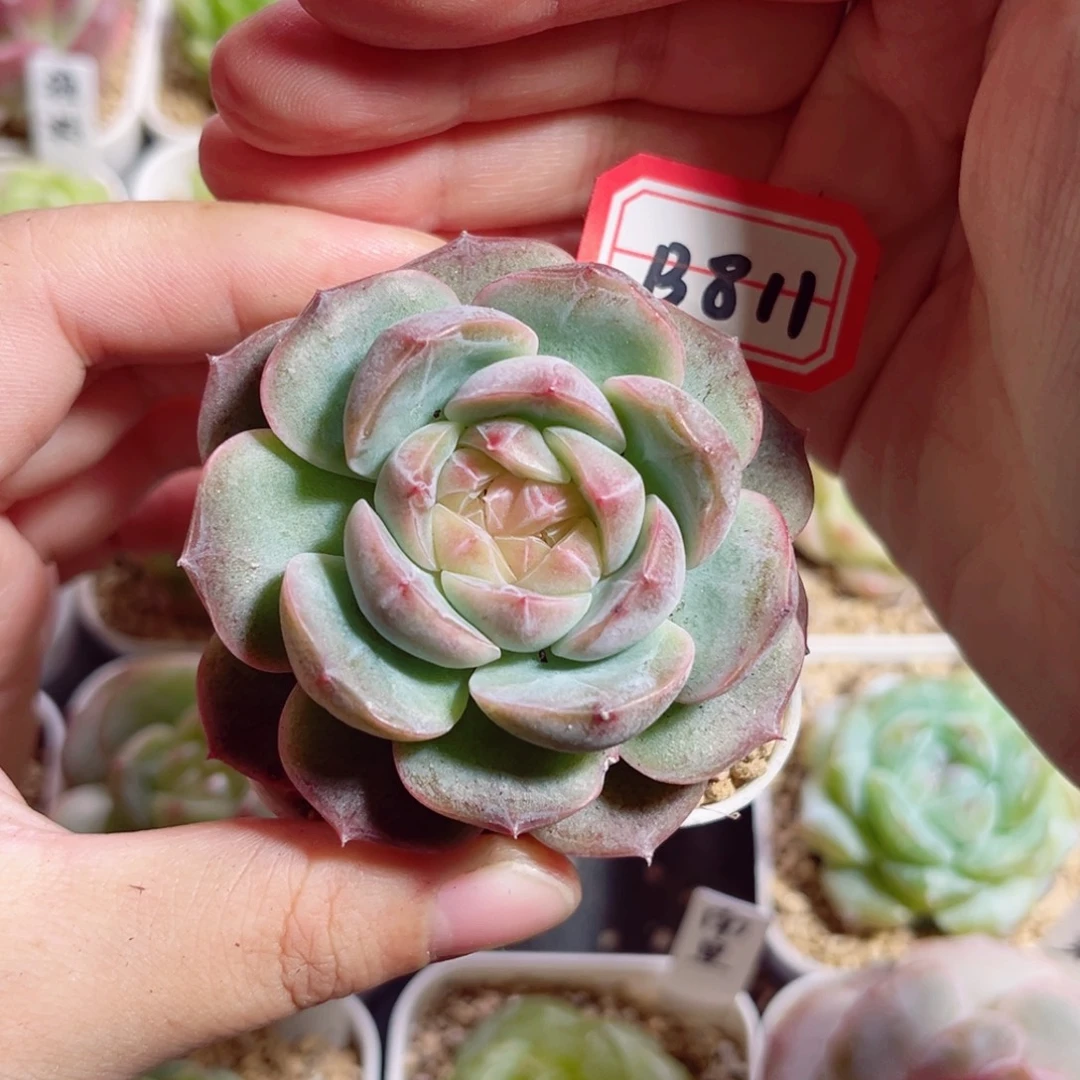 B811 一物一拍 韵白